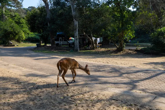 A female bushbuck grazing on the paved road through the campground, with camping bays and dune forest behind her.