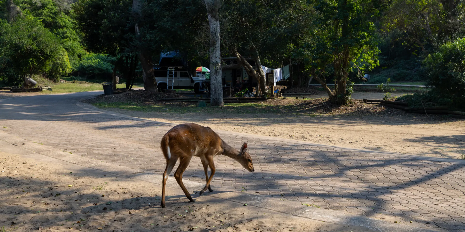 Bushbuck