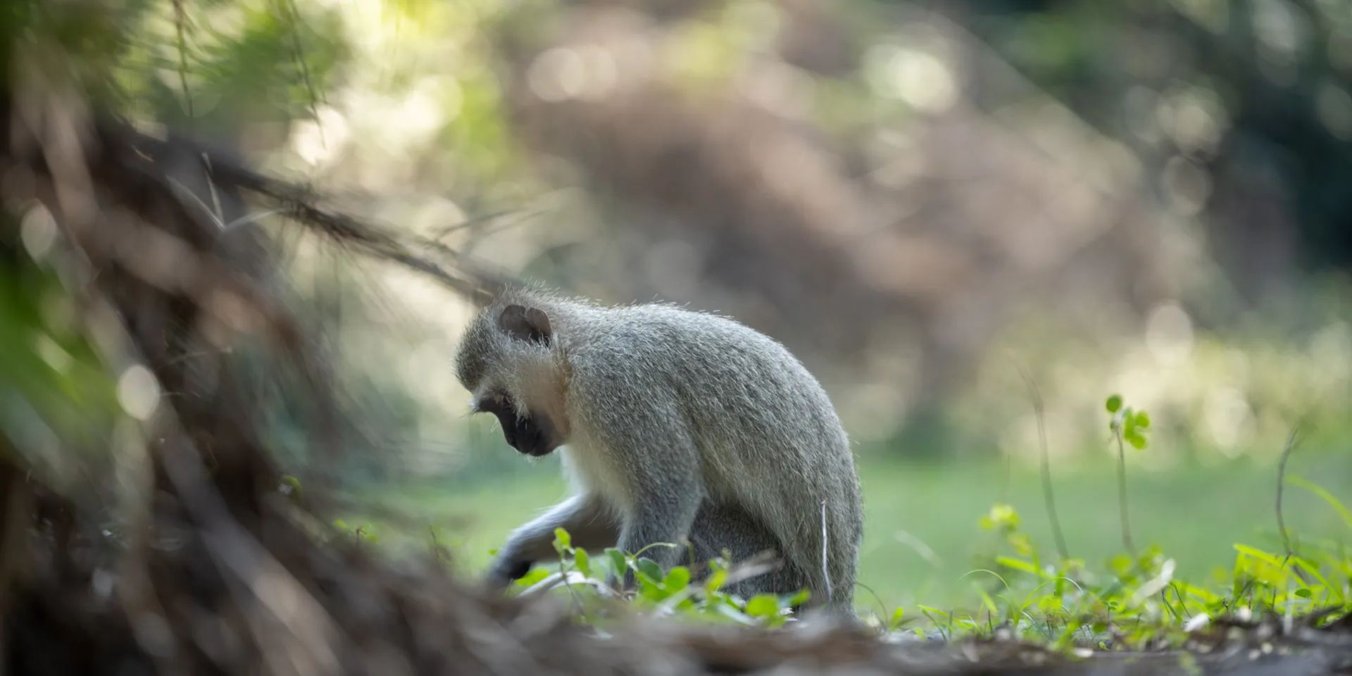 Forest monkeys
