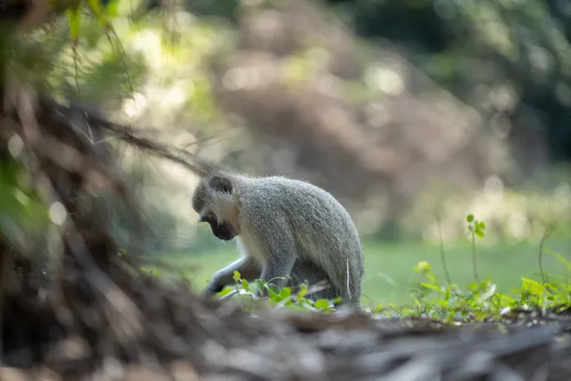 A vervet monkey foraging on the forest floor, framed by out-of-focus branches in the foreground.