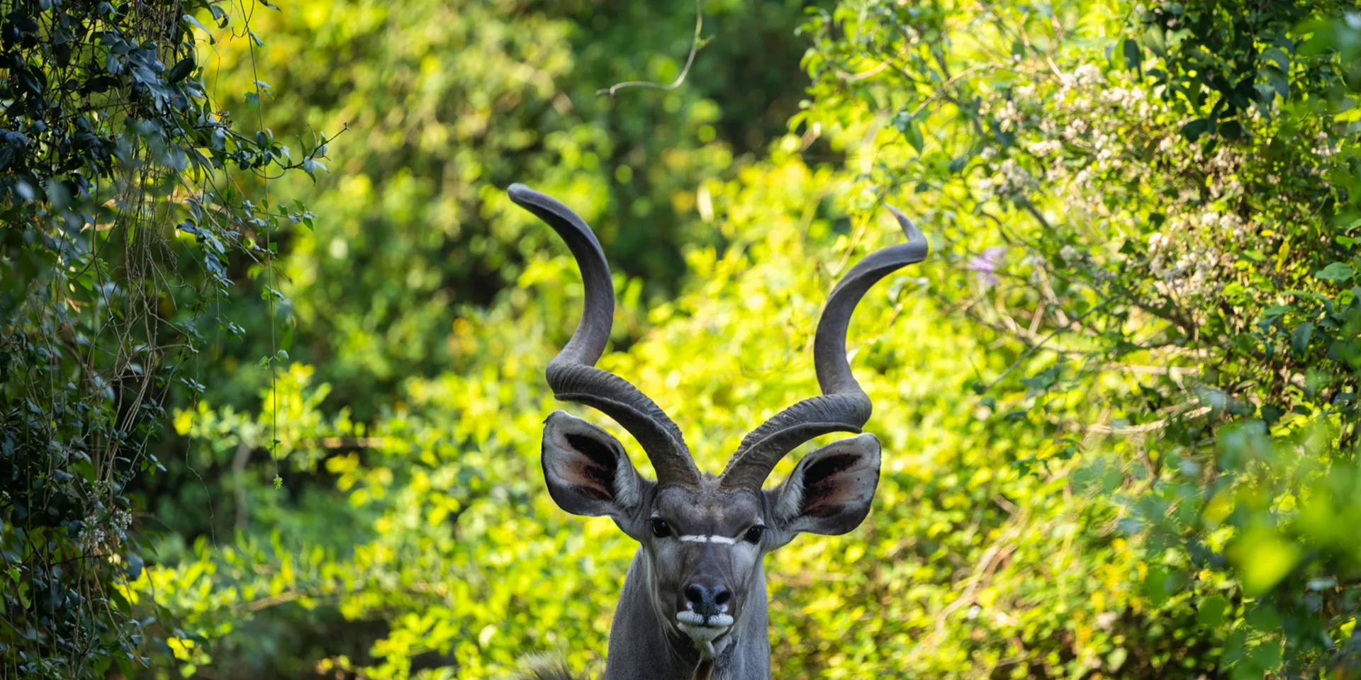 Kudu