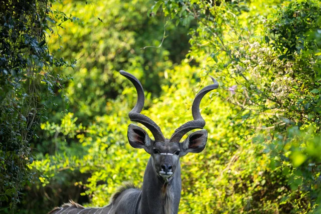 A kudu bull facing the camera in dappled green bush, his spiral horns and large ears clearly visible.
