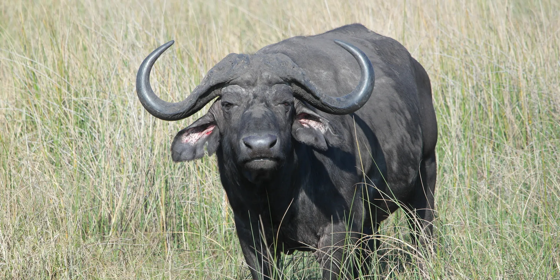 Buffalo