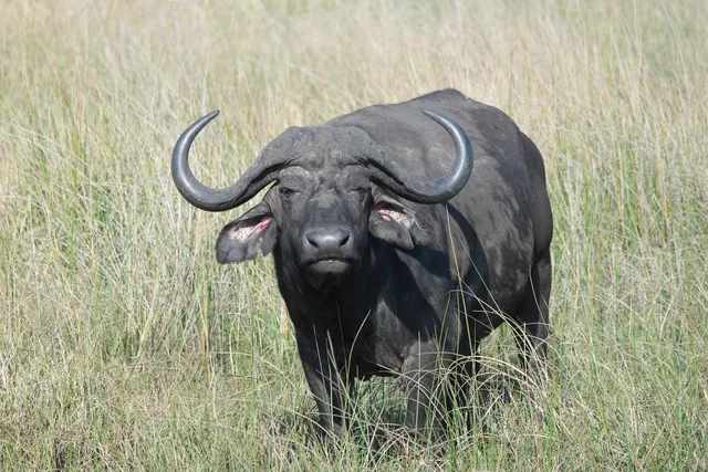 Buffalo