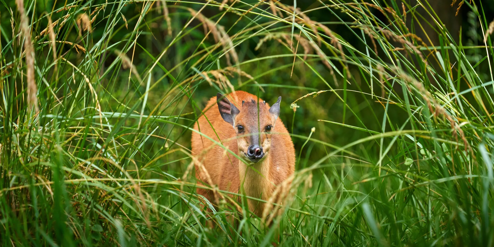 Red duiker