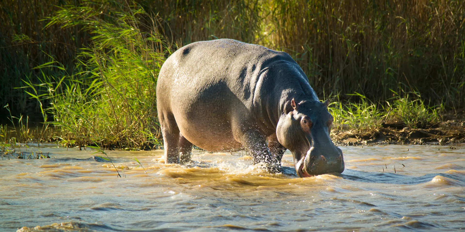 Hippo