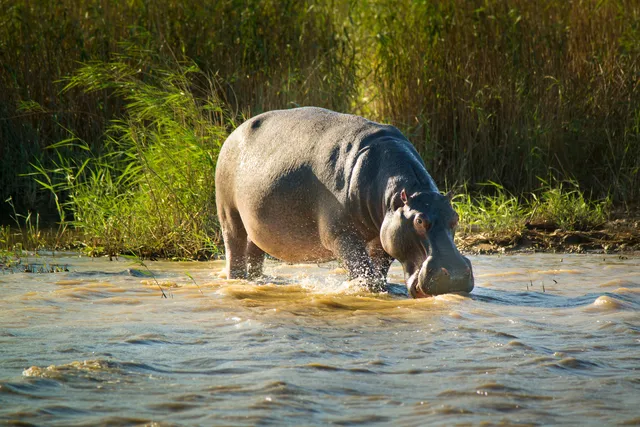 Hippopotamus, amphibius, Flußpferd, Nilpferd, Großflußpferd, iSimangaliso-Wetland-Park, Greater, St. Lucia, Wetland, Park, iSimangaliso, Säugetier, Säugetiere, Paarhufer, Pflanzenfresser, Nahrungssuche, Wasser, Schilf, Wassertier, Landtier, Land, grasen, weiden, nachtaktiv, groß, dick, gefährlich, behäbig, langsam, schnell, Südafrika, KwaZulu-Natal, St.-Lucia-See, Nationalpark, Safari, Bootsafari