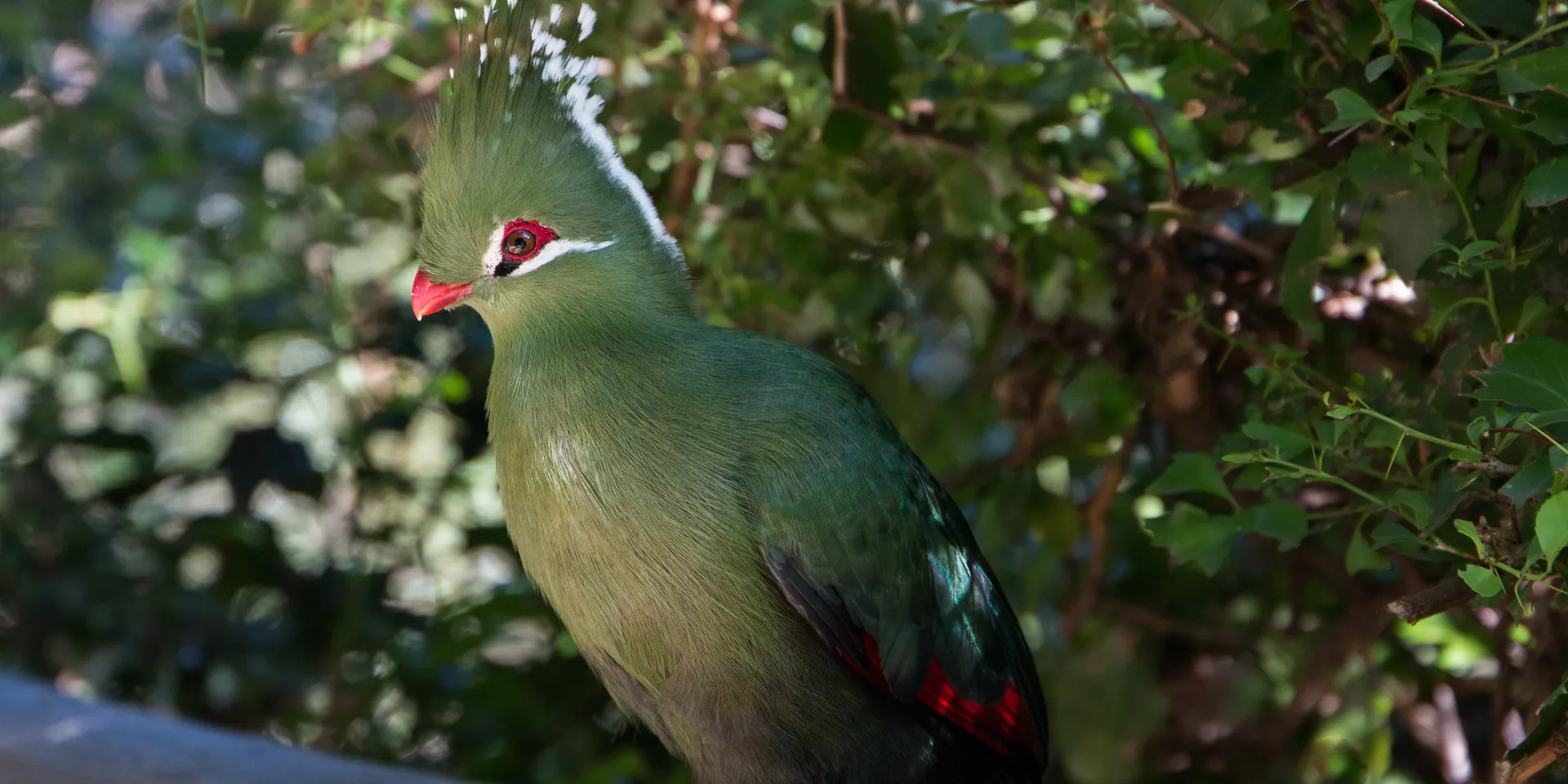 Livingstone’s turaco