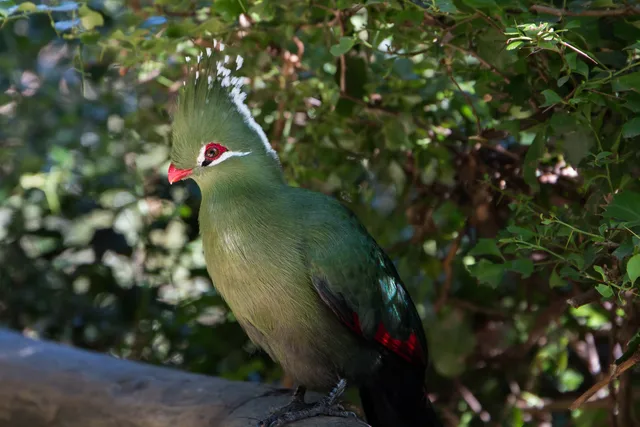 Livingstone’s turaco