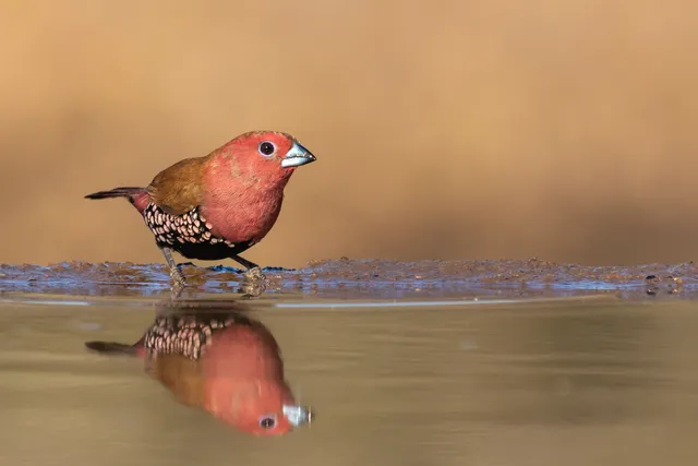 A rare pink-throated twinspot is about to drink from a water well in Zimanga Private Game Reserve, South Africa