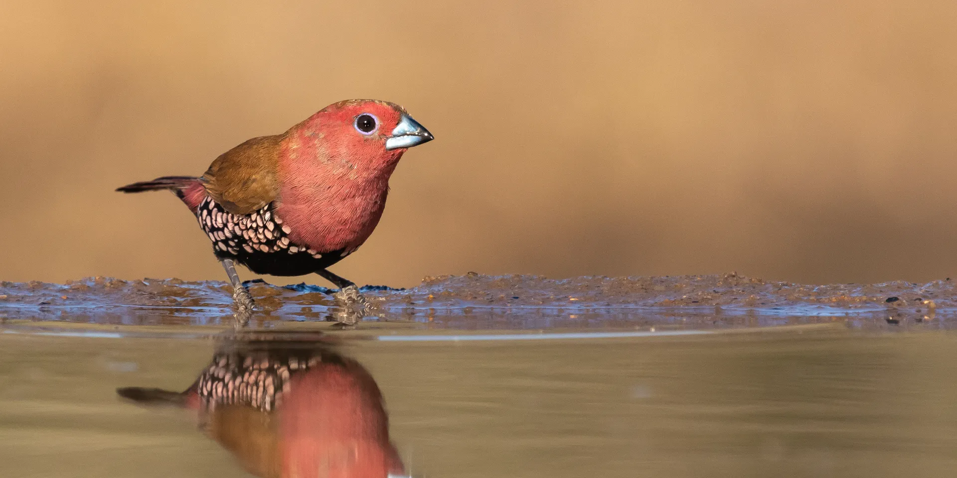 Pink-throated twinspot