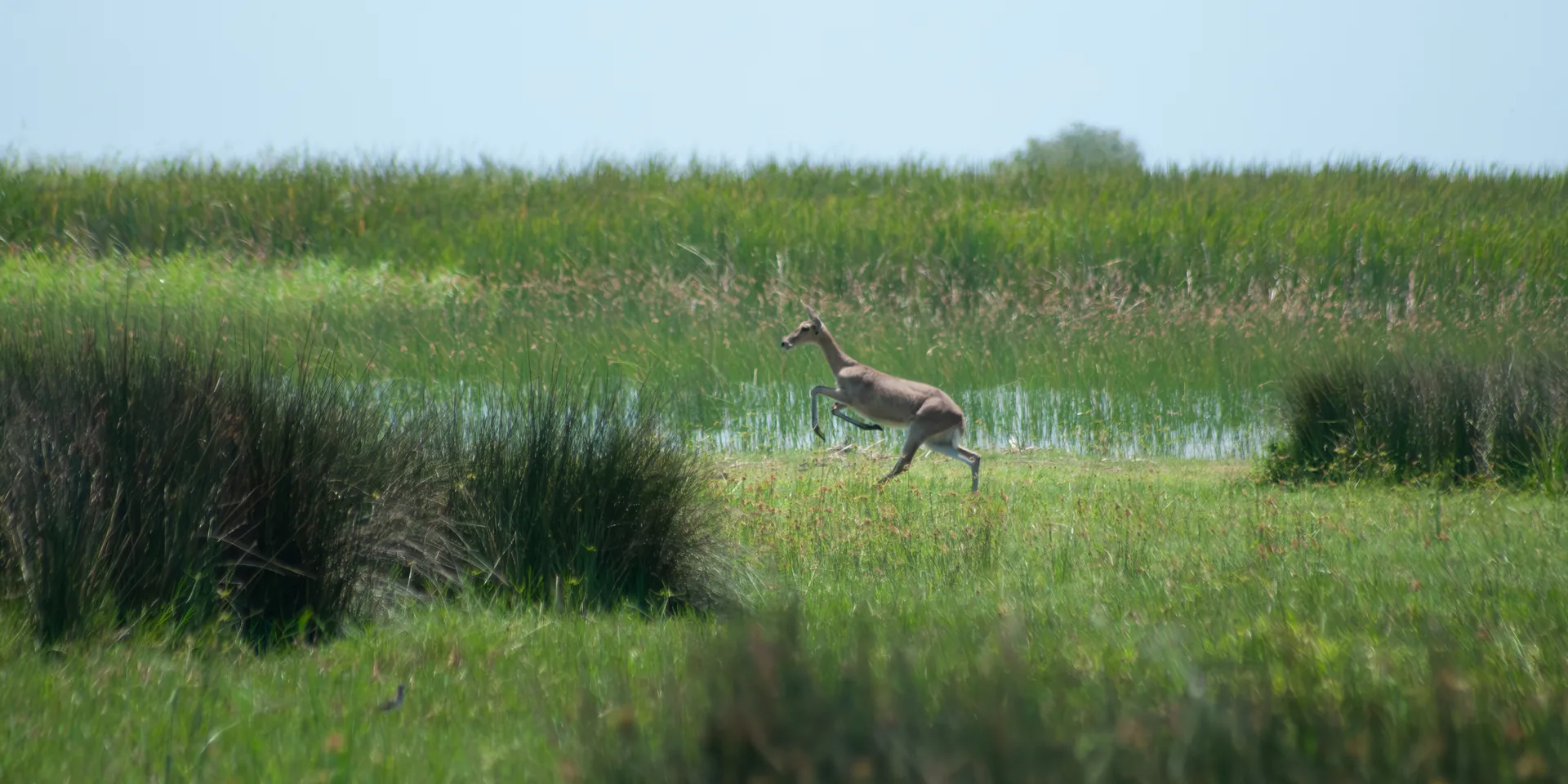 Reedbuck