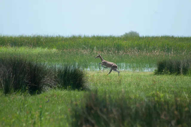 Reedbuck