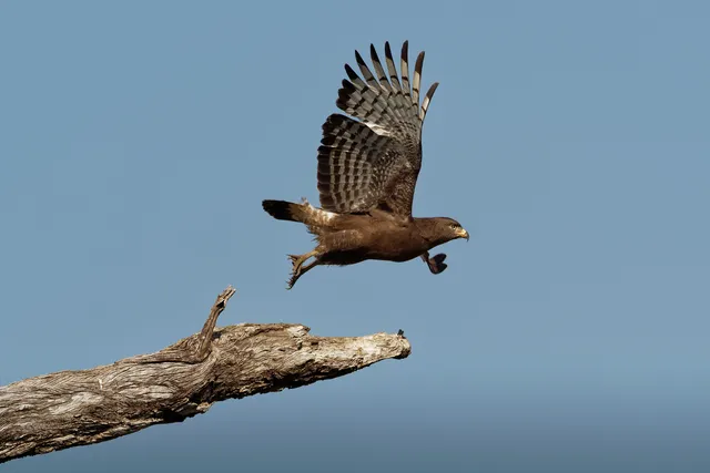 Western Banded Snake-Eagle - Circaetus cinerascens grey-brown African raptor with a short tail and a large head, sitting on the trunk and flying away in Zimbabawe in Africa.