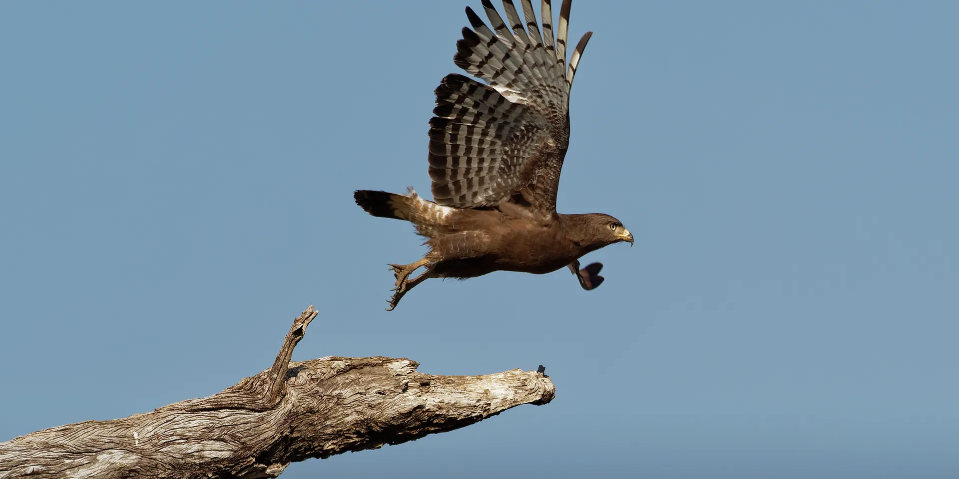 Southern banded snake eagle