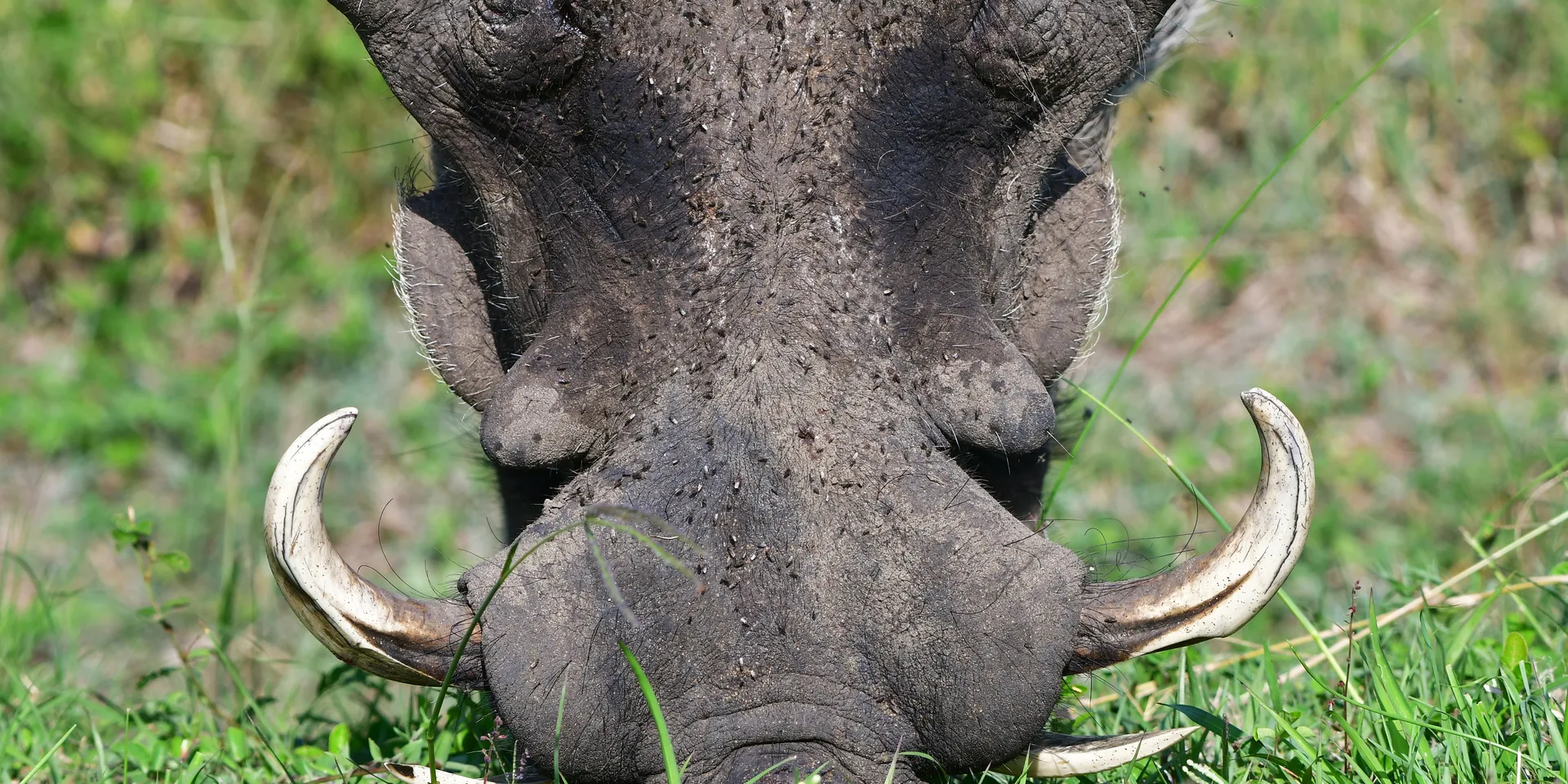 Warthog