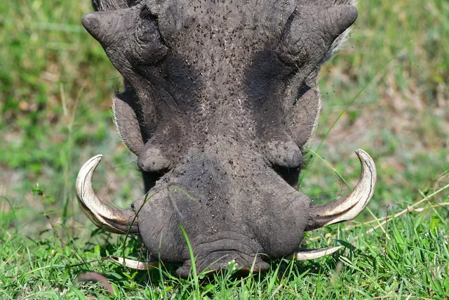 Warthog