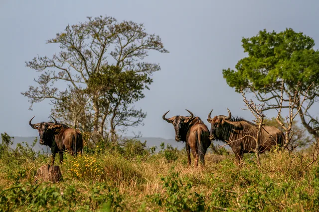 Wildebeest