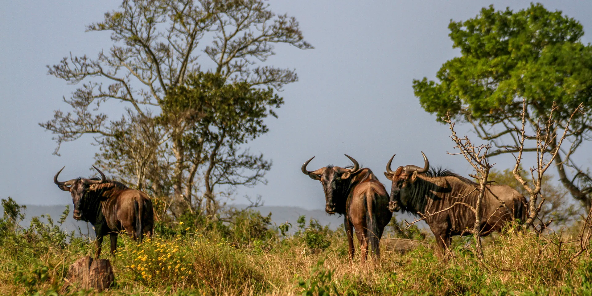 Wildebeest