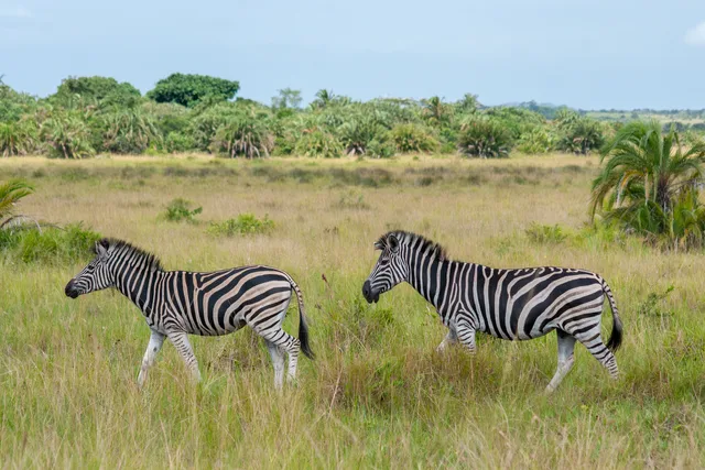 Zebra